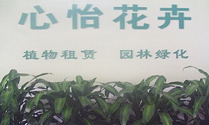 成都心怡花卉租賃有限公司